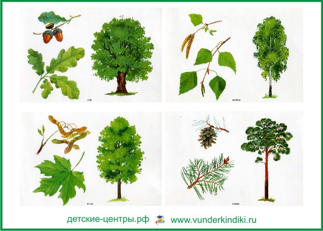 Иллюстрации деревьев с плодами