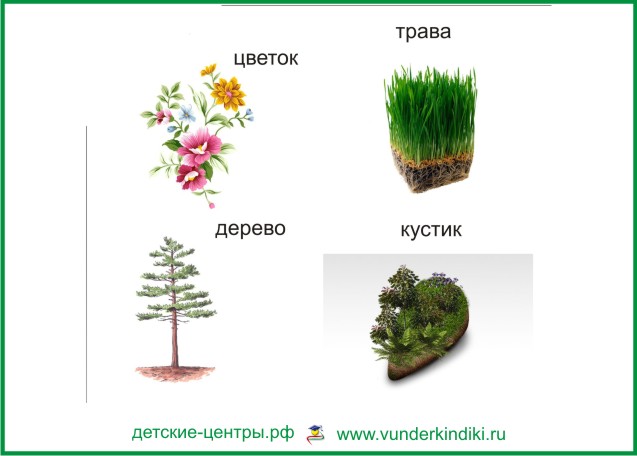 картинки с изображением разных растений