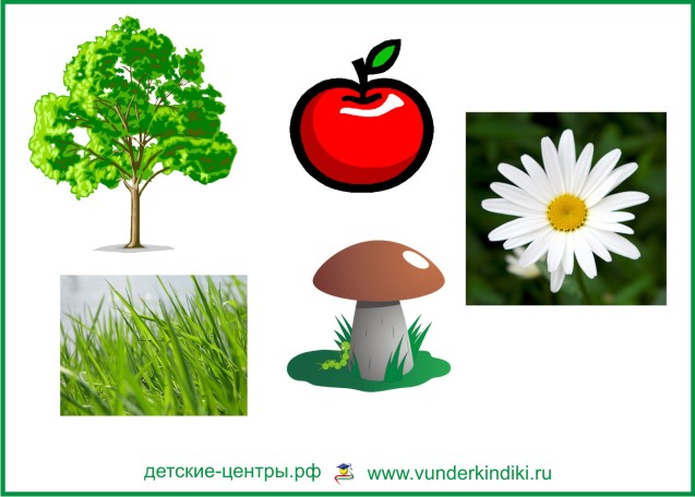 картинки с изображением разных растений